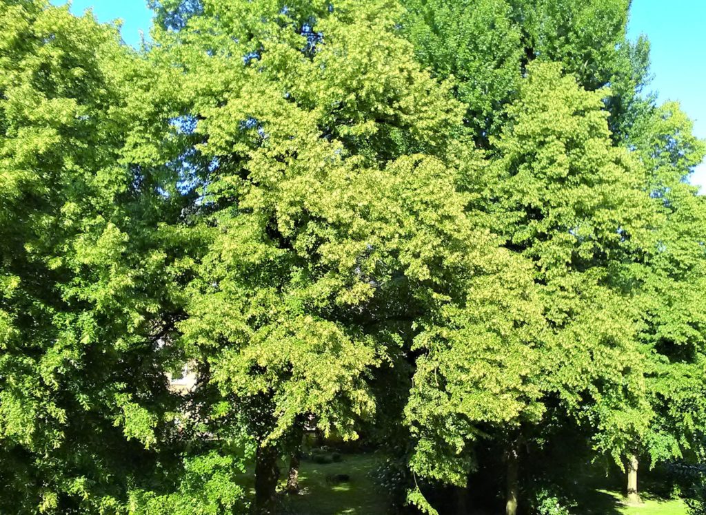 Blick auf hochgewachsene Bäume. Im Vordergrund rechts unten ansatzweise der Rand einer Balkonmauer