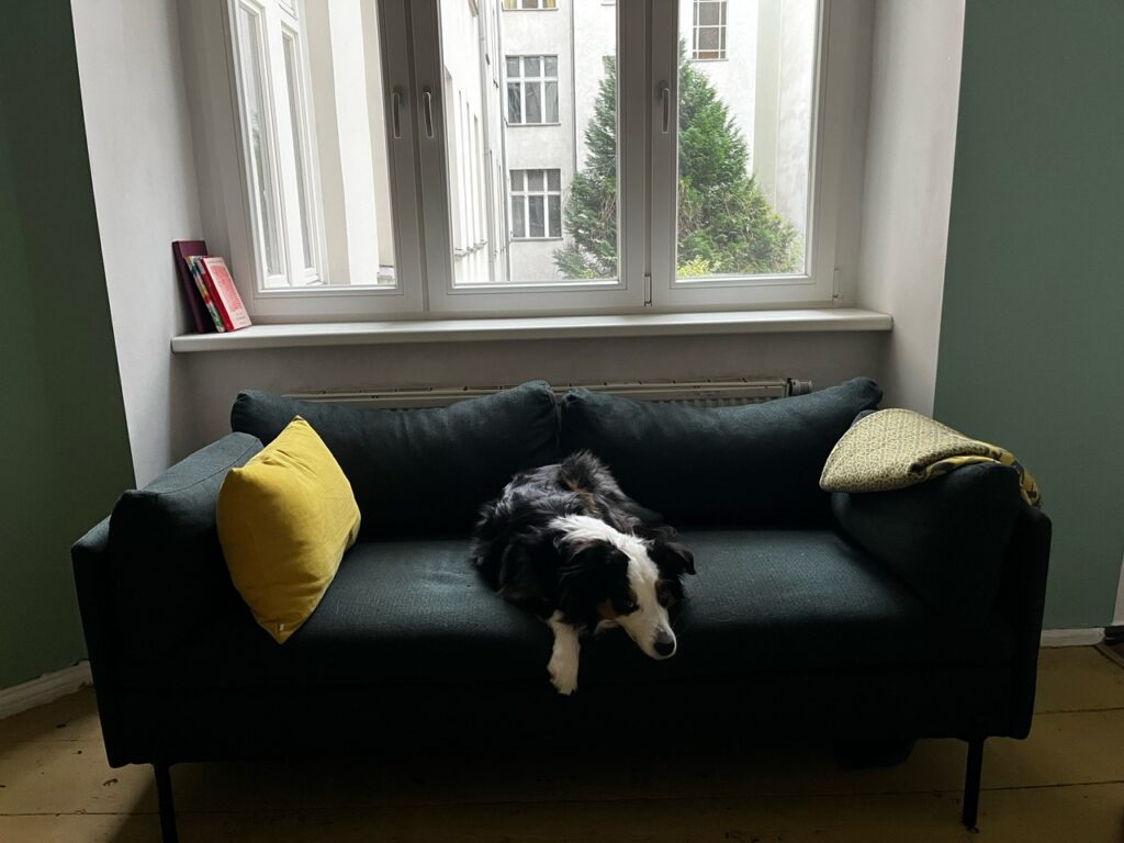 Hund liegt auf einem vor dem Fenster stehenden Sofa